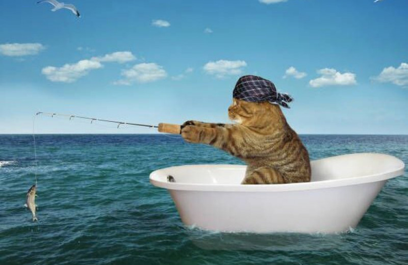 Про рыбов и котиков: можно ли кормить кошек рыбой?