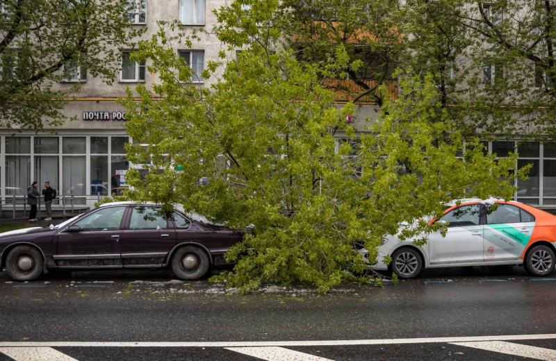 Кружат ветра потерь: почему в городах часто падают деревья и чем это угрожает людям