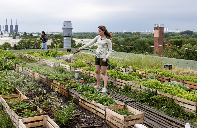 Локальный бизнес и огород во дворе: как сообщества соседей помогают городу