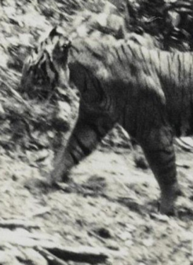 Найденный на изгороди волос заставил зоологов усомниться в вымирании яванских тигров