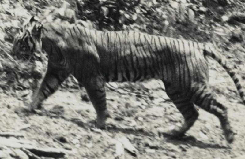 Найденный на изгороди волос заставил зоологов усомниться в вымирании яванских тигров
