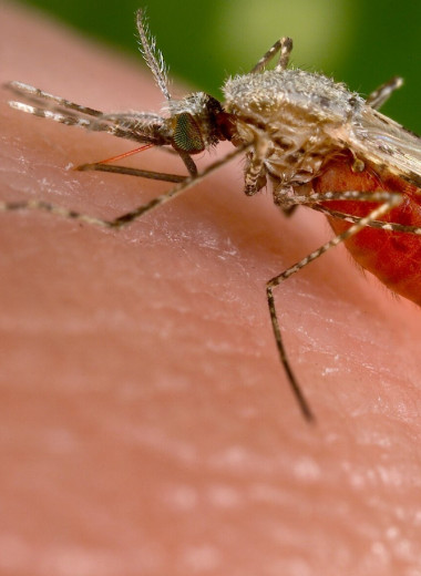 Новый метод лечения малярии: паразита, передающего болезнь, можно сбить с толку