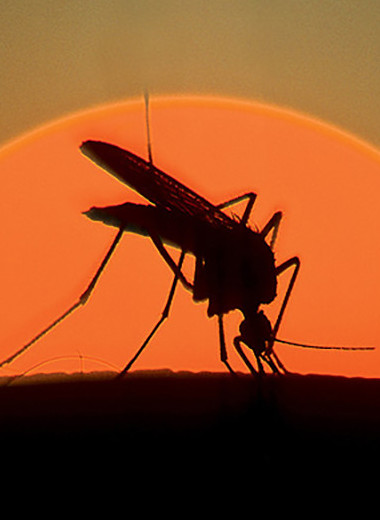 На высокой ноте: 8 занимательных фактов о комарах