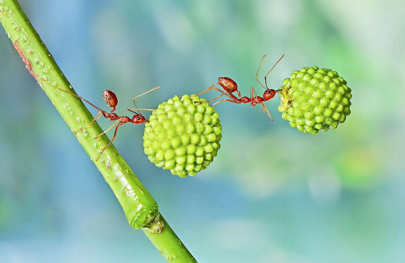 Законы муравейника: как муравьи научились оперировать абстрактными понятиями и выбирать профессию