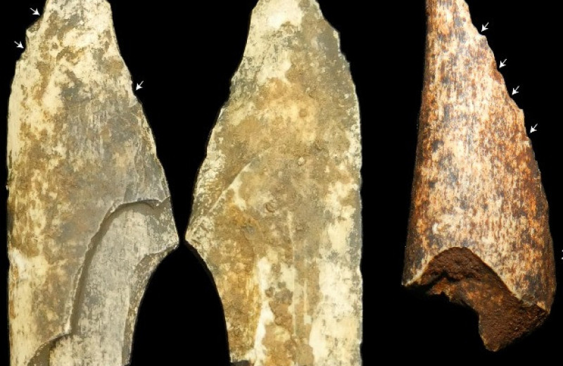 В ЮАР обнаружили костяное орудие парантропа древностью более миллиона лет