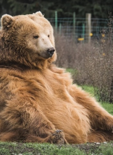 Медведи нарушили один из основных законов эволюции. Они сделали это дважды!