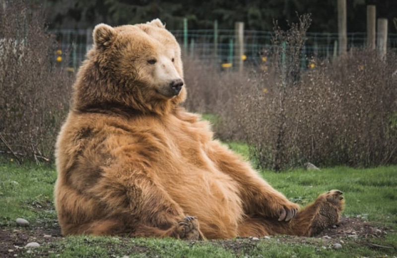 Медведи нарушили один из основных законов эволюции. Они сделали это дважды!