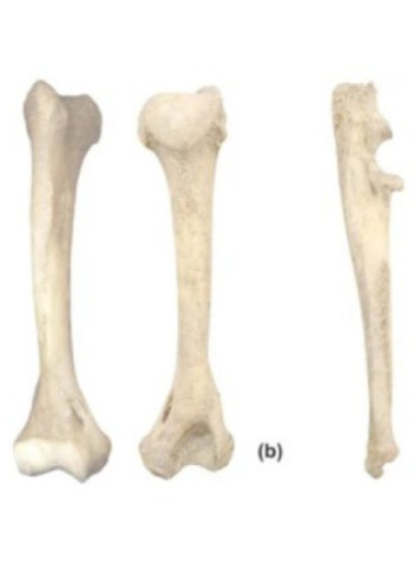 У римского амфитеатра Виминациума нашли кости африканского леопарда