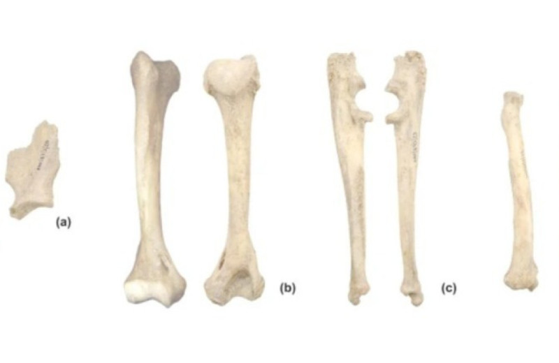 У римского амфитеатра Виминациума нашли кости африканского леопарда