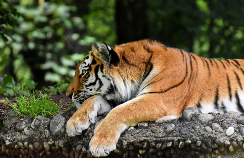 В Индии за год умерло рекордное число тигров