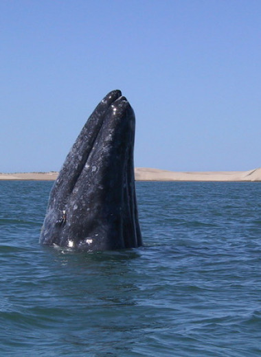 Самца серого кита заподозрили в рекордном путешествии длиной 27 тысяч километров
