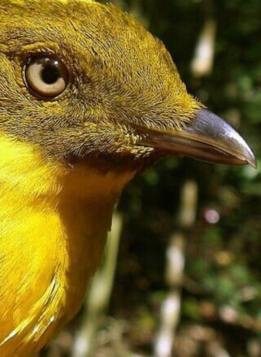 Палеонтологи описали первого шалашника из Новой Зеландии