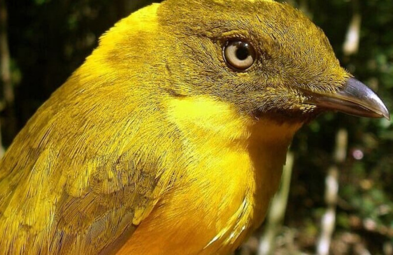 Палеонтологи описали первого шалашника из Новой Зеландии