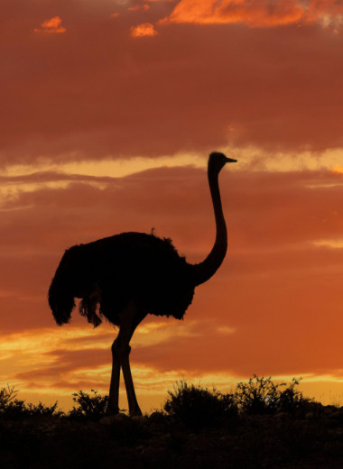 Почти три метра в высоту и весом в полтора центнера: какая птица самая большая в мире