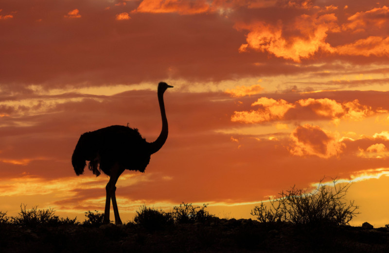 Почти три метра в высоту и весом в полтора центнера: какая птица самая большая в мире