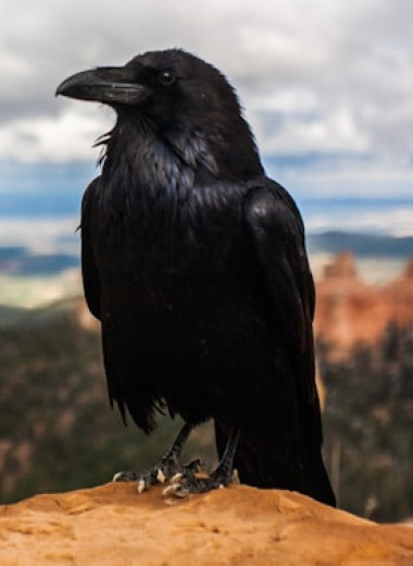 Гении животного мира: топ-5 самых сообразительных видов