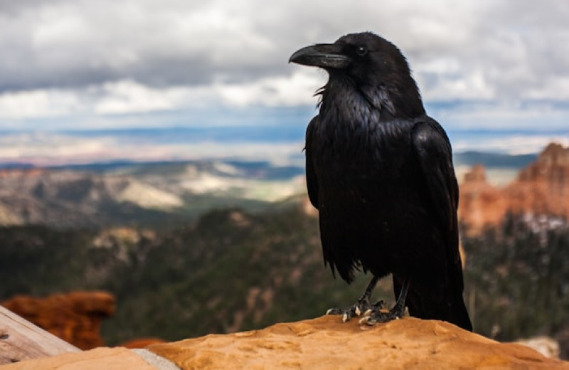 Гении животного мира: топ-5 самых сообразительных видов