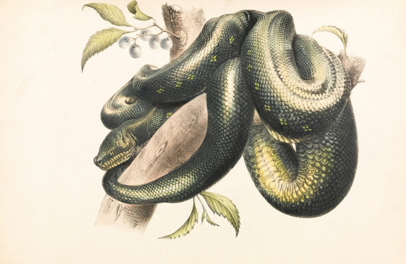 Палеонтологи в шоке: найдены окаменелости крупнейшей в истории змеи