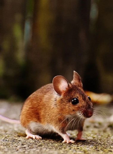 Стимуляция гипоталамуса ввела мышей в оцепенение