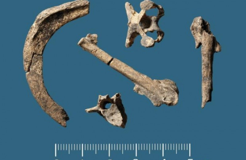 Кости животных указали на круглогодичное заселение датского острова в эпоху мезолита