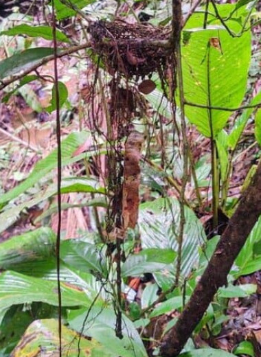 Свисающие с гнезд манакинов растительные хвосты оказались защитой от разорителей