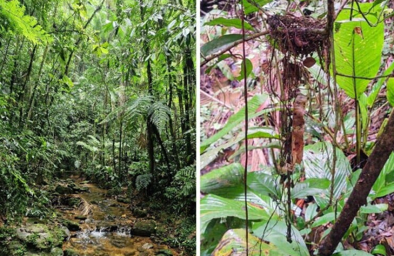 Свисающие с гнезд манакинов растительные хвосты оказались защитой от разорителей