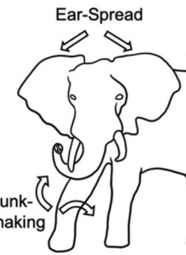 Слоны поприветствовали друг друга жестами и голосом