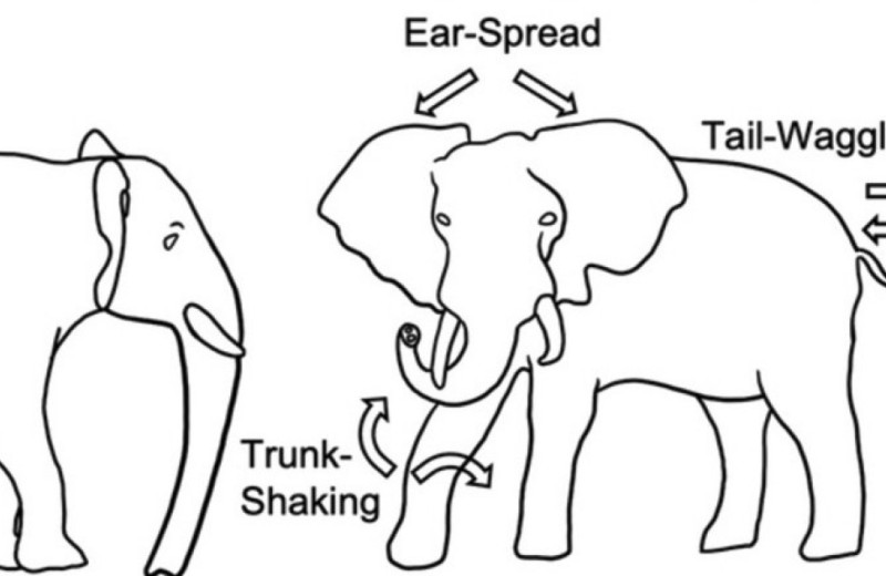 Слоны поприветствовали друг друга жестами и голосом