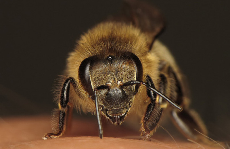 Пчелы запечатали ульи прополисом и пережили извержение вулкана Кумбре-Вьеха