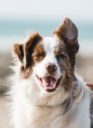 Как правильно выбрать собаку: простые тесты для определения своего питомца