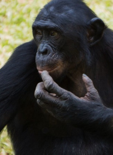 Самцы бонобо оказались агрессивнее самцов шимпанзе
