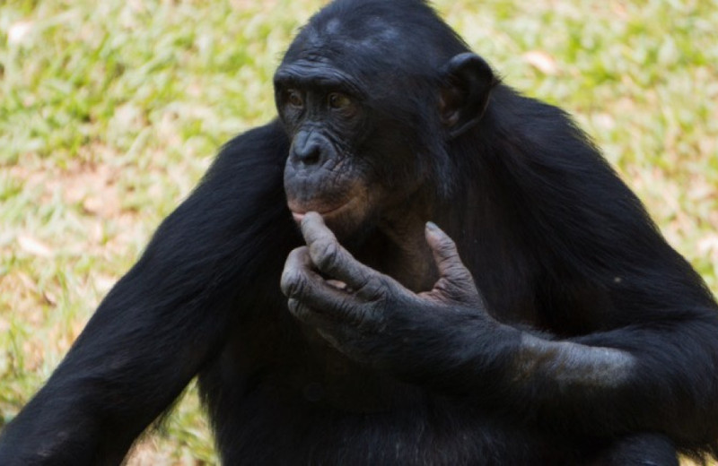 Самцы бонобо оказались агрессивнее самцов шимпанзе