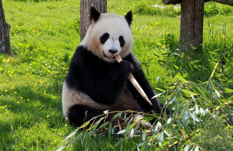 В Китае собираются клонировать панд