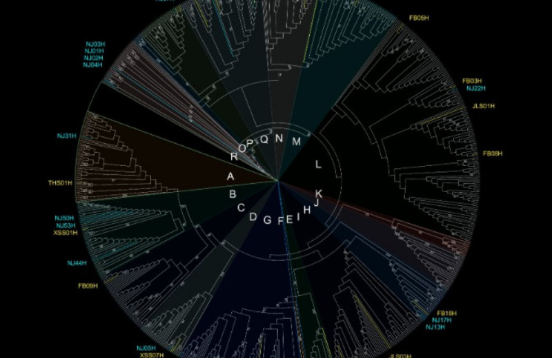 Домашние лошади попали в Китай не меньше 3500 лет назад