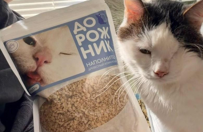 Взял кота из приюта — через год продавал наполнитель по всей стране