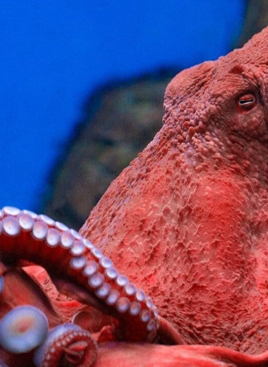 Подводные супергерои: самые удивительные способности морских обитателей