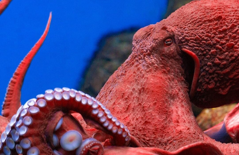 Подводные супергерои: самые удивительные способности морских обитателей