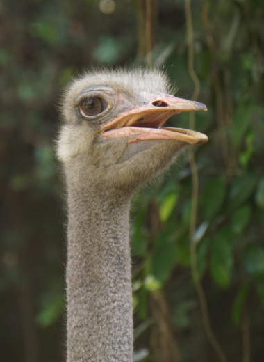 8 странных и поразительных фактов о страусах