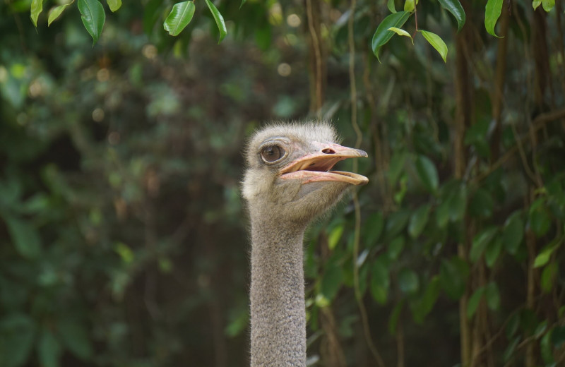 8 странных и поразительных фактов о страусах