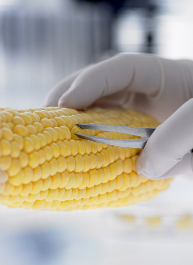 Наследие пришельцев: почему испортился имидж продуктов с ГМО