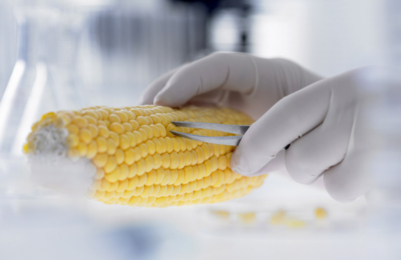 Наследие пришельцев: почему испортился имидж продуктов с ГМО