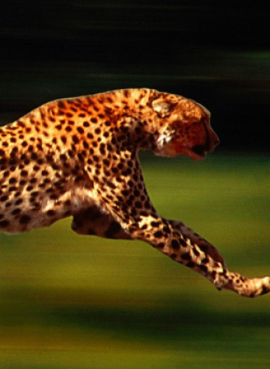 Секрет скорости: как гепарду удается бегать так быстро?