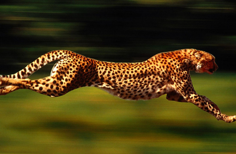 Секрет скорости: как гепарду удается бегать так быстро?