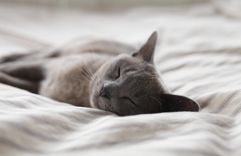 Всем спать: какие животные могут видеть сны?