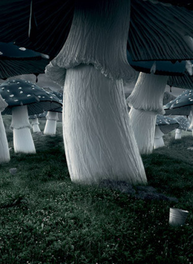 Фунги сапиенс: статья о том, почему грибы куда умнее и хитрее, чем мы думали
