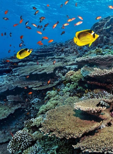 Чтобы спасти рифы Карибского моря, экологи готовы пересадить кораллы из Индийского океана