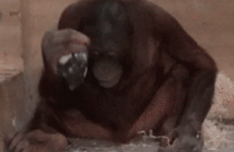Молодой орангутан во время эксперимента воспользовался каменным отщепом