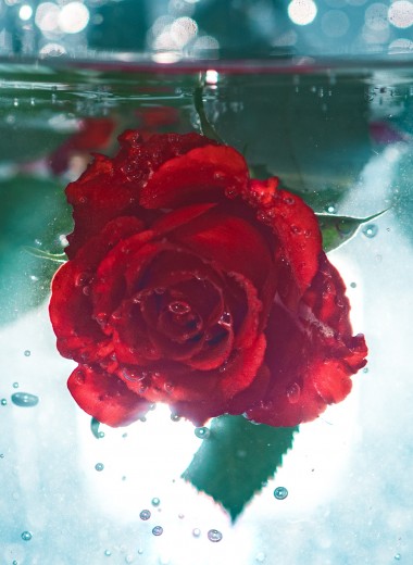 Для кожи, глаз и горла: зачем нужен гидролат розы и как сделать его дома