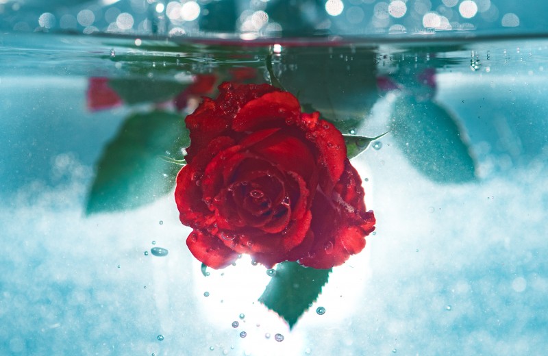 Для кожи, глаз и горла: зачем нужен гидролат розы и как сделать его дома