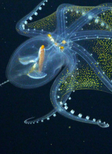 Биологи сняли на видео глубоководного прозрачного осьминога